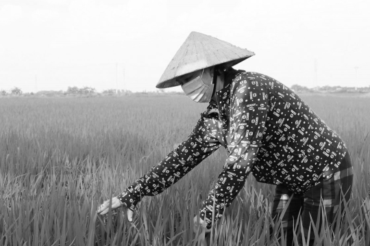 Mô hình kinh tế của các quốc gia Đông Nam Á (P.3): Chính sách cải cách ruộng đất lỏng lẻo